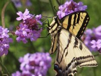 Butterfly 2